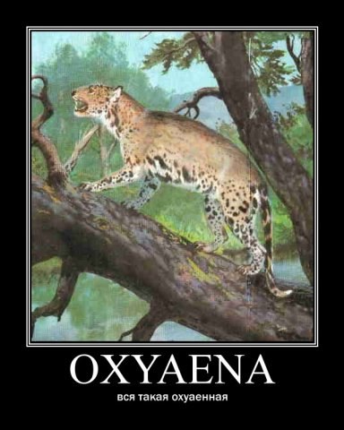 oxyaena.jpg
